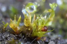 自然 | 净化空气、储存雨水……苔藓的生态修复价值不容小觑图片