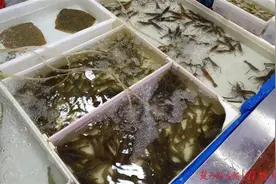 汉产南美白对虾一年出两季，鲜活虾身价不到冻虾一半，江城市民吃虾更便宜了图片