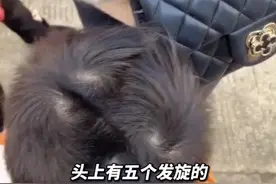 头一次见！孩子头上长了5个发旋视频封面