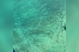 鲨鱼泛滥成灾！澳大利亚一海滩附近同时出现50多条鲨鱼图片