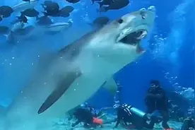 马尔代夫一鲨鱼撕咬旗鱼头部 身后数名潜水员围观图片