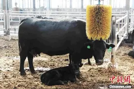 “中国第一牛县”写就富民“牛文章”图片