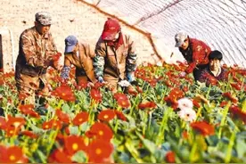花卉产业富了锦州市义县七里河村图片
