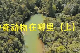 带你走进马达加斯加：神奇动物在哪里视频封面