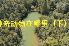 带你走进马达加斯加：神奇动物在哪里视频封面