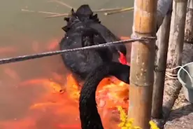 童话里都是骗人的！黑天鹅衔食喂锦鲤背后原因揭秘，鹅心里也“烦”图片