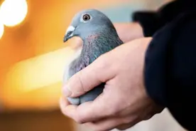 一只鸽子拍出1250万！它究竟是只什么样的“战斗鸽”图片