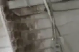 爱马仕将建最大鳄鱼养殖场，5万只鳄鱼将用于皮革和肉类产品供应图片