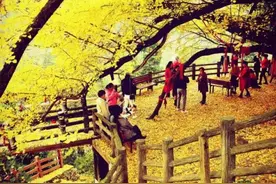 银杏，贵阳初冬最耀眼的一抹金黄图片