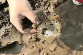 又是一个大潮日 市民游客沙子口海滩赶海忙图片