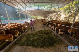 湖北恩施沙坝村：大山深处的“动物园”图片