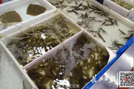 这些基围虾不是海鲜！不少还是武汉产图片