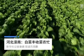 河北滦南：白菜丰收菜农忙视频封面