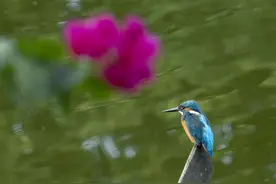 普通翠鸟图片