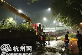 可惜！杭州凤起东路11棵法国梧桐树遭人擅自修剪 处罚金额超11万元图片