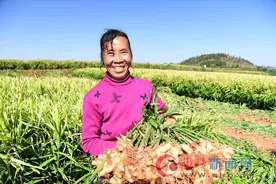 罗平18万亩小黄姜迎来收获期图片