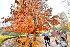 北京下起银杏雨枫叶雨图片