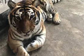 丹东唯一存活东北虎患病，只靠三条腿走路……上海大连等地动物园伸援手图片