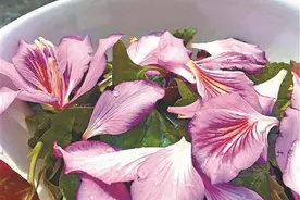 洋紫荆花到底能不能吃？柳州开展可食用性生物活性研究图片