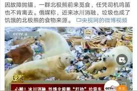 身陷多重困境，北极熊或将于2100年灭绝图片