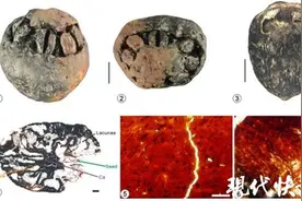 全球首例！南京科学家发现1500万年前南酸枣，有“七只眼睛”图片