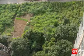 曝光台｜毁绿种地长期无人过问！苏州姑苏区新庄立交附近地块竟成“私家菜园”图片