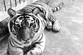 老虎成了“三脚猫”“明明”求助图片