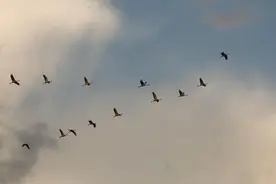 白鹳吃光鱼虾急哭塘主、县城熄灯为白鹭让路……除了捕鸟网，迁徙候鸟和人类还有这些故事图片