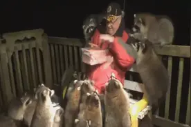 老人办浣熊“托儿所”喂食数十只浣熊视频走红网络图片