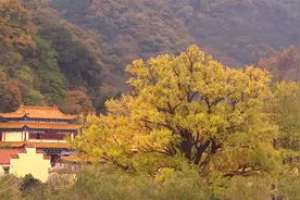 【“飞阅”中国】千年银杏树颜值巅峰季节 就是现在视频封面