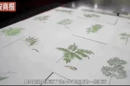 中药有多美？500幅手绘告诉你图片
