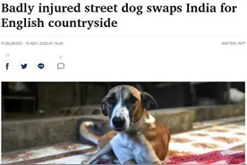 印度流浪狗遭火车碾压后截肢 赴英国展开新生活图片