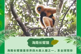动物明信片 | 看看海南这些“明星”动物 你认识哪个？图片