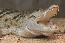 爱马仕将建澳洲最大鳄鱼养殖场，5万只鳄鱼用来做包包？网友吵翻图片