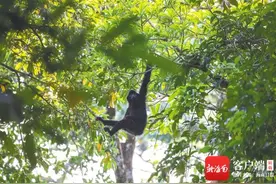 这些小家伙择偶，也要看“房”？图片