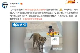 男子将金毛打扮成老虎，遛狗时看呆路人，网友：披着虎皮的狗图片
