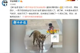 男子将金毛打扮成老虎，遛狗时看呆路人，网友：披着虎皮的狗图片