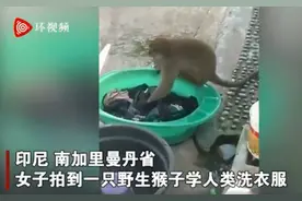 印尼一只猴子帮妇女洗衣服，搓洗拧干有模有样，离开前收获面包和香蕉图片