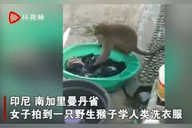 印尼一只猴子帮妇女洗衣服，搓洗拧干有模有样，离开前收获面包和香蕉图片