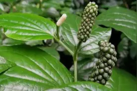 厨房里的中药：荜茇图片