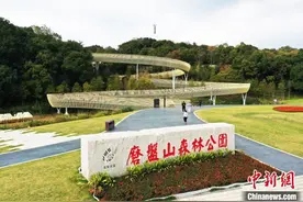 航拍南昌湾里磨盘山森林公园 空中步道漫步森林之上图片