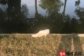 河边惊现白狐！网友：浅浅，是你吗？图片