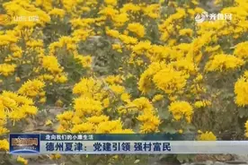 夏津成立合作社,发展金丝皇菊、大球盖菇产业,跑出强村富民加速度视频封面