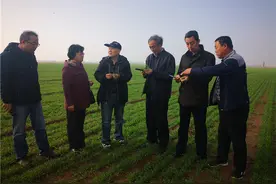 支招儿｜小麦越冬用好雨雪降水 做好冬小麦技术管理图片