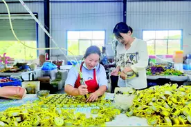 战疫斗贫卖“花黄”，木兰之乡绽放“花木兰”图片