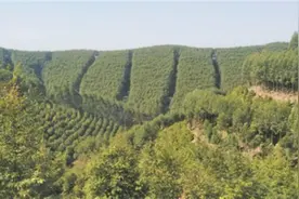 生态林里挖金掘银图片