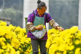 半月谈｜贫困村有钱了，村干部有点愁图片
