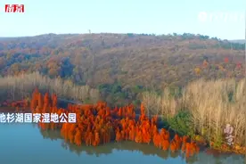 美哉！打卡池杉湖国家湿地公园视频封面
