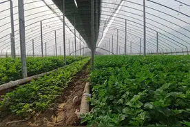 通许县玉皇庙：小芹菜成就脱贫致富大产业图片