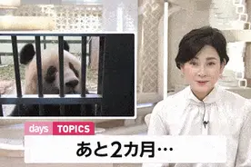 人气太高！日本舍不得大熊猫回中国：再留几天行么？图片